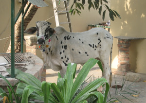 And the plot thickens..